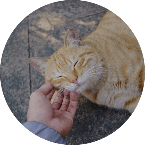 Adoptar un gatito